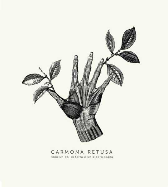 carmona retusa