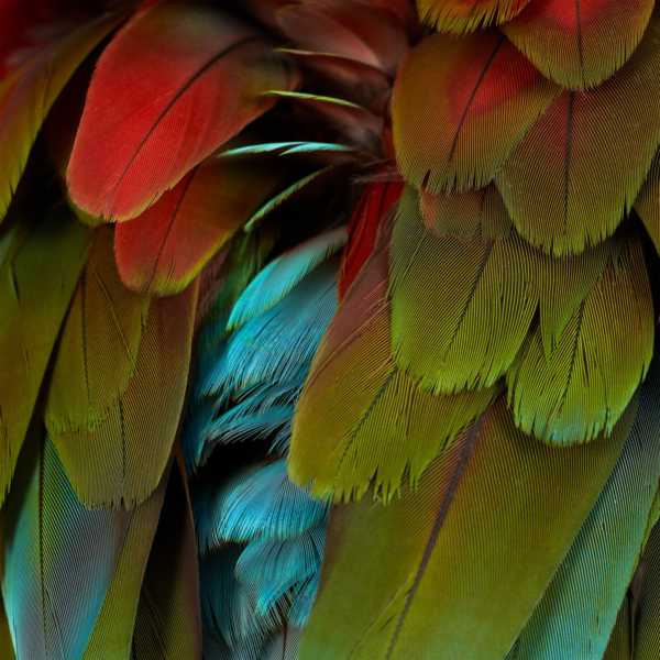 cover NYOS – Celebration