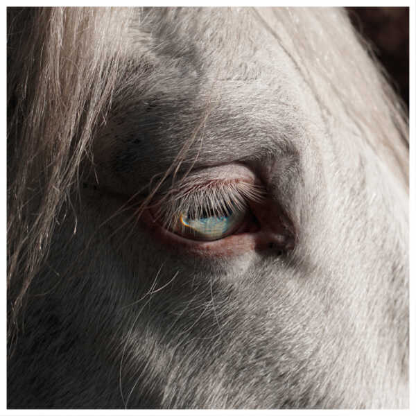 cover OK WAIT – Signal