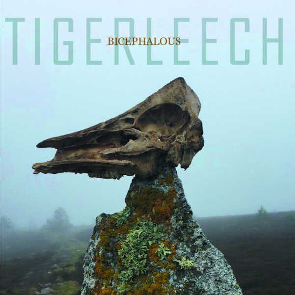 tigerleech